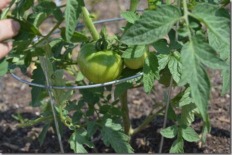 Checking in on My EcoScraps Garden After a Month!